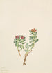 Sanifoiga adscendeus - Mary Vaux Walcott — Ansicht des Kunstwerks