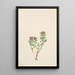 Sanifoiga adscendeus - Mary Vaux Walcott — gerahmtes Bild an der Wand