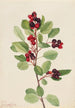 Amélanchier de Saskatoon Amelanchier alnifolia - Mary Vaux Walcott — Ansicht des Kunstwerks