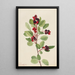 Amélanchier de Saskatoon Amelanchier alnifolia - Mary Vaux Walcott — gerahmtes Bild an der Wand