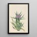 Saussurée Saussurea densa - Mary Vaux Walcott — gerahmtes Bild an der Wand