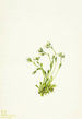 Saxifrage Saxifraga caespitosa - Mary Vaux Walcott — Ansicht des Kunstwerks