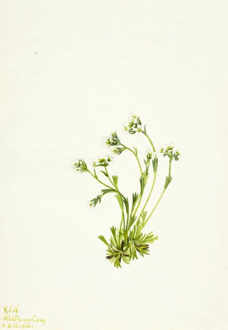 Mary Vaux Walcott - Saxifrage Saxifraga caespitosa.webp