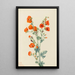 Mauve Globus Scarlet Sphaeralcea grossulariaefolia - Mary Vaux Walcott — gerahmtes Bild an der Wand
