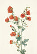 Mauve Globus Scarlet Sphaeralcea grossulariaefolia - Mary Vaux Walcott — Ansicht des Kunstwerks