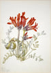Loco écarlate Astragalus coccineus - Mary Vaux Walcott — Ansicht des Kunstwerks