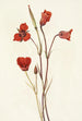 Mariposa écarlate Calochortus kennedyi - Mary Vaux Walcott — Ansicht des Kunstwerks