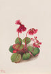 Schizocodon soldanelloides - Mary Vaux Walcott — Ansicht des Kunstwerks