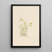Sedum stenopetalum - Mary Vaux Walcott — gerahmtes Bild an der Wand
