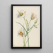 Ségo Lily Calochortus nuttallii - Mary Vaux Walcott — gerahmtes Bild an der Wand
