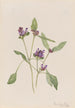 Gemeine Schlehe Prunella vulgaris - Mary Vaux Walcott — Ansicht des Kunstwerks