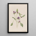 Gemeine Schlehe Prunella vulgaris - Mary Vaux Walcott — gerahmtes Bild an der Wand
