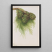 Sequoia gigantea Sequoia gigantea - Mary Vaux Walcott — gerahmtes Bild an der Wand