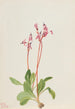 Dodecatheon hendersonii - Mary Vaux Walcott — Ansicht des Kunstwerks