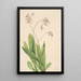 Dodecatheon meadia - Mary Vaux Walcott — gerahmtes Bild an der Wand