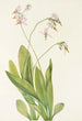Dodecatheon meadia - Mary Vaux Walcott — Ansicht des Kunstwerks