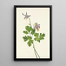 Ancolie à éperon court Aquilegia brevistyla - Mary Vaux Walcott — gerahmtes Bild an der Wand
