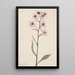 Aster conspicuus - Mary Vaux Walcott — gerahmtes Bild an der Wand