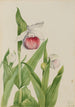 Sabot de la Vierge Cypripedium reginae - Mary Vaux Walcott — Ansicht des Kunstwerks