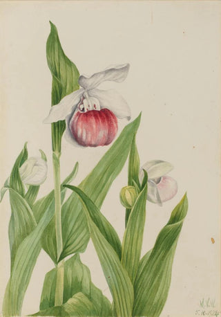 Mary Vaux Walcott - Showy Ladys Slipper Cypripedium reginae.webp