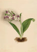 Orchideen spektakulär Orchis spectabilis - Mary Vaux Walcott — Ansicht des Kunstwerks