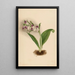 Orchideen spektakulär Orchis spectabilis - Mary Vaux Walcott — gerahmtes Bild an der Wand