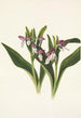 Orchis spectaculaires Orchis spectabilis - Mary Vaux Walcott — Ansicht des Kunstwerks