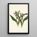 Orchis spectaculaires Orchis spectabilis - Mary Vaux Walcott — gerahmtes Bild an der Wand
