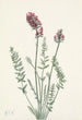 Oxytrope splendens - Mary Vaux Walcott — Ansicht des Kunstwerks