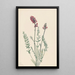 Oxytrope splendens - Mary Vaux Walcott — gerahmtes Bild an der Wand