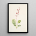 Pyrole asarifolia - Mary Vaux Walcott — gerahmtes Bild an der Wand