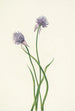 Zwiebel aus Sibirien Allium sibericum - Mary Vaux Walcott — Ansicht des Kunstwerks
