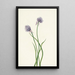 Zwiebel aus Sibirien Allium sibericum - Mary Vaux Walcott — gerahmtes Bild an der Wand