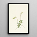 Pyrole secunda - Mary Vaux Walcott — gerahmtes Bild an der Wand