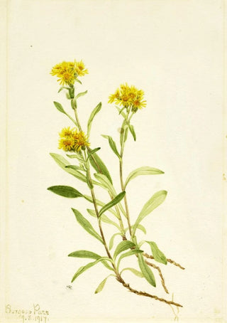 Mary Vaux Walcott - Sidesaddle Goldenrod.webp