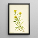 Solidage ciliosa - Mary Vaux Walcott — gerahmtes Bild an der Wand