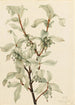 Chalef argenté Elaeagnus commutata - Mary Vaux Walcott — Ansicht des Kunstwerks
