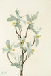 Fleur de chalef argenté Elaeagnus commutata - Mary Vaux Walcott — Ansicht des Kunstwerks