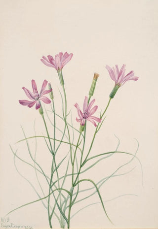 Mary Vaux Walcott - Skeleton Weed Lygodesmia grandiflora.webp