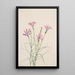 Lygodesmia grandiflora - Mary Vaux Walcott — gerahmtes Bild an der Wand