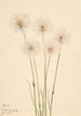 Linaigrette gracile Eriophorum chamissonis - Mary Vaux Walcott — Ansicht des Kunstwerks