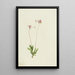 Dodecatheon pauciflorum - Mary Vaux Walcott — gerahmtes Bild an der Wand