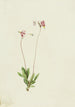 Dodecatheon pauciflorum - Mary Vaux Walcott — Ansicht des Kunstwerks