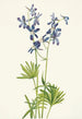 vom dünnen Schwalbenschwanz-Gemälde Delphinium depauperatum - Mary Vaux Walcott — Ansicht des Kunstwerks