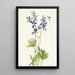 vom dünnen Schwalbenschwanz-Gemälde Delphinium depauperatum - Mary Vaux Walcott — gerahmtes Bild an der Wand