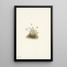 Preiselbeere kleine Oxycoccus palustris - Mary Vaux Walcott — gerahmtes Bild an der Wand