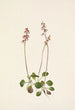 Petite pyrole Pyrola minor - Mary Vaux Walcott — Ansicht des Kunstwerks