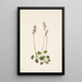 Petite pyrole Pyrola minor - Mary Vaux Walcott — gerahmtes Bild an der Wand