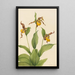 Kleinbild des gelben Venus-Schuhs Cypripedium parviflorum von Mary Vaux Walcott — gerahmtes Bild an der Wand