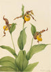 Kleinbild des gelben Venus-Schuhs Cypripedium parviflorum von Mary Vaux Walcott — Ansicht des Kunstwerks